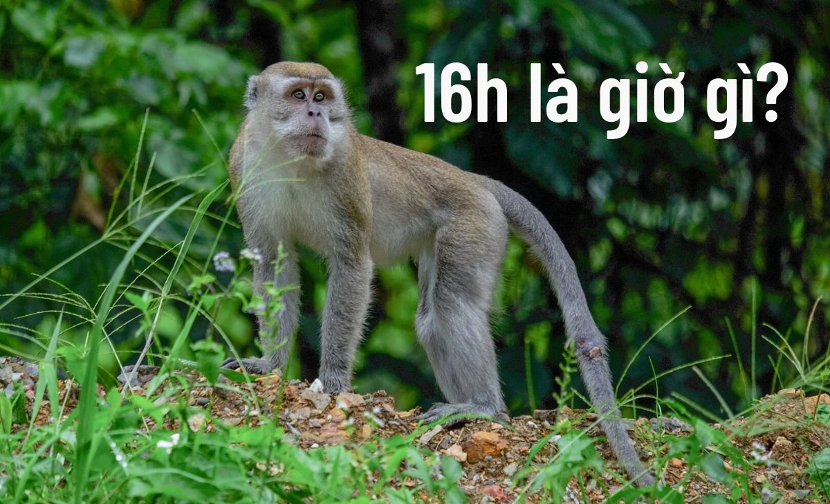 16h La Gio Gi 1731580264