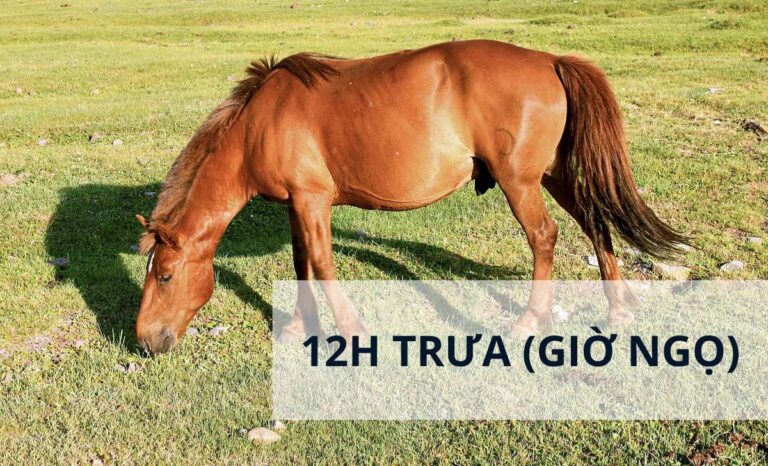 vận mệnh người sinh 12h trưa