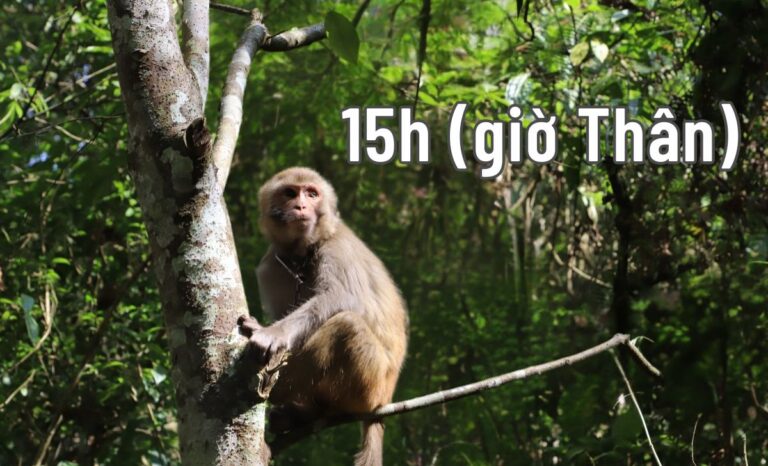 vận mệnh người sinh 15h