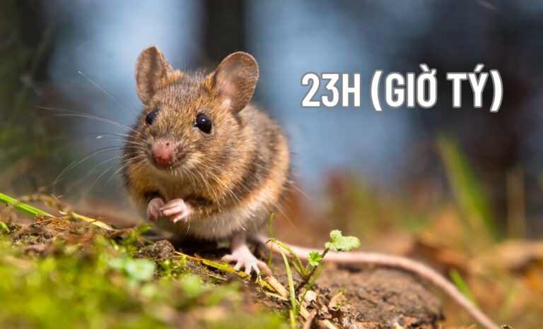 vận mệnh người sinh 23h