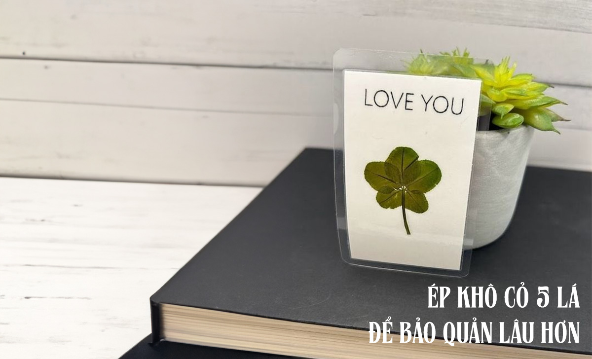 Ý nghĩa cỏ 5 lá hiếm có và những mẫu đồng hồ 5 lá cực ấn tượng 4 y nghia co 5 la 4