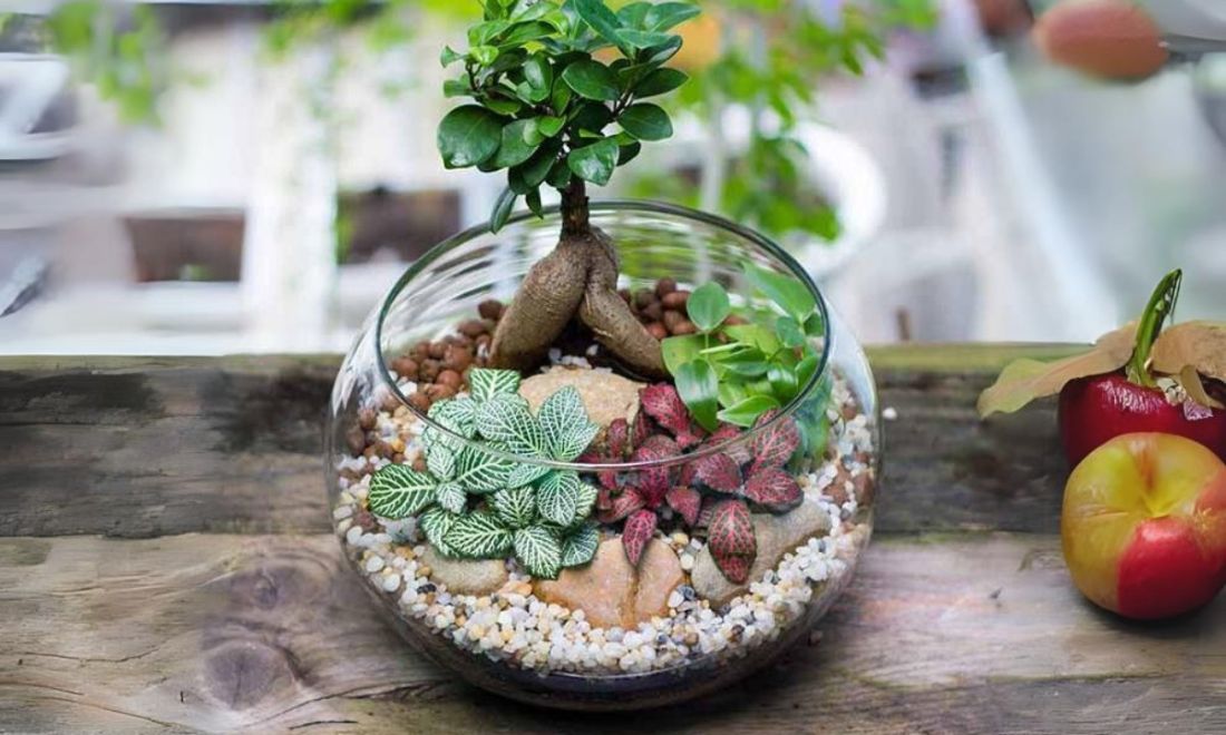 Top 15+ Món Quà Tặng Cô Giáo Ý Nghĩa, Thiết Thực Và Tinh Tế Nhất 16 Chậu cây xanh mini – một món đồ phong thuỷ xinh xắn