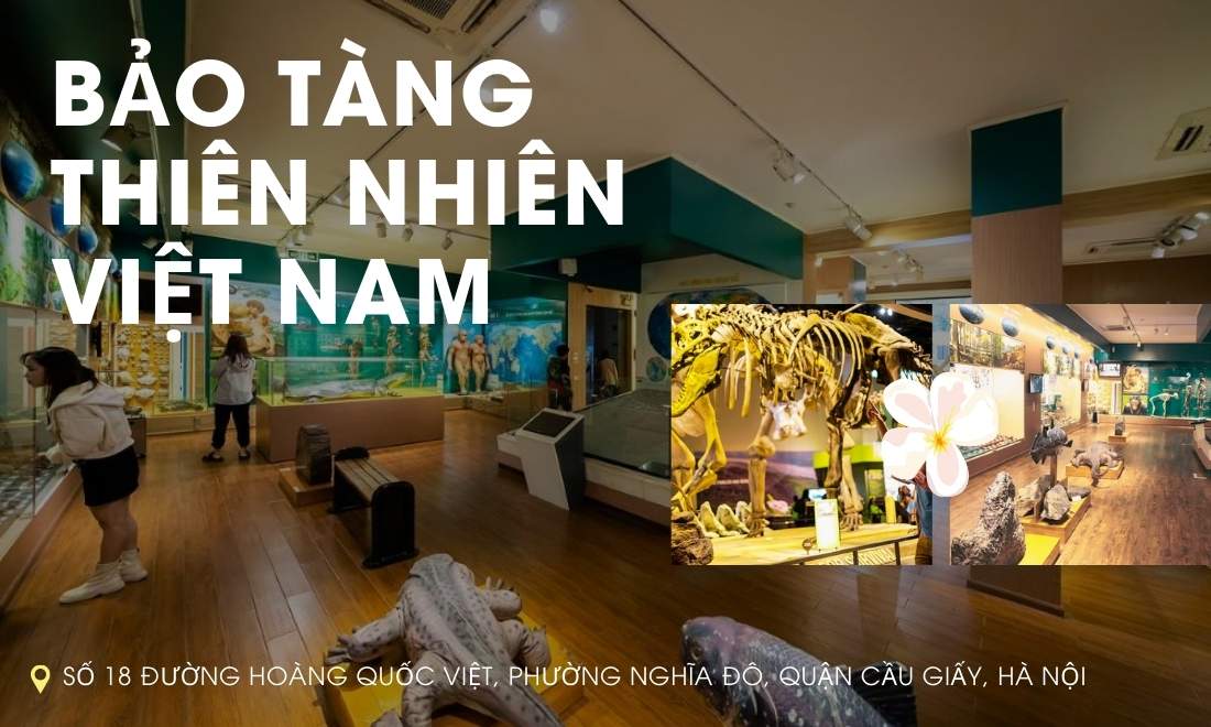 Hà Nội đi đâu chơi? Top 15 địa điểm bạn nhất định phải thử 4 Nơi trưng bày xương khủng long và hóa thạch